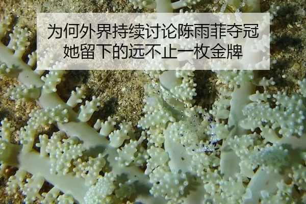 为何外界持续讨论陈雨菲夺冠 她留下的远不止一枚金牌